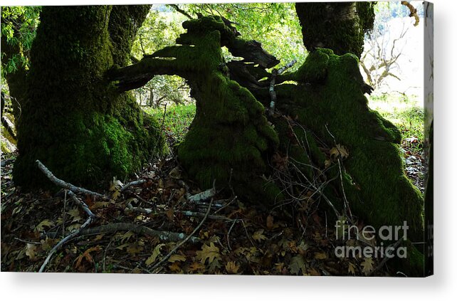 Trees Acrylic Print featuring the photograph Sculpture in Process by JoAnn SkyWatcher