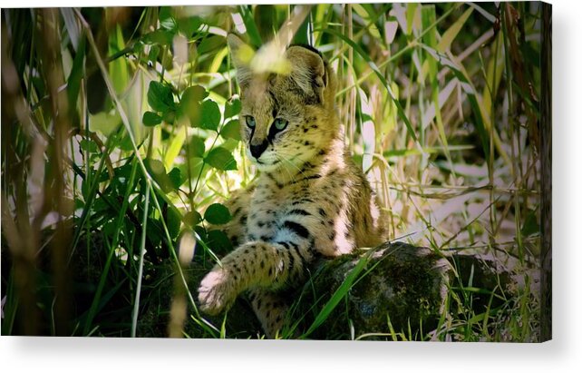 Serval Acrylic Print featuring the digital art Serval by Maye Loeser
