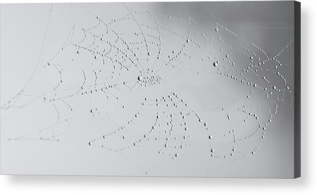 Nature Acrylic Print featuring the photograph Spider Web after the storm by Andrea Anderegg