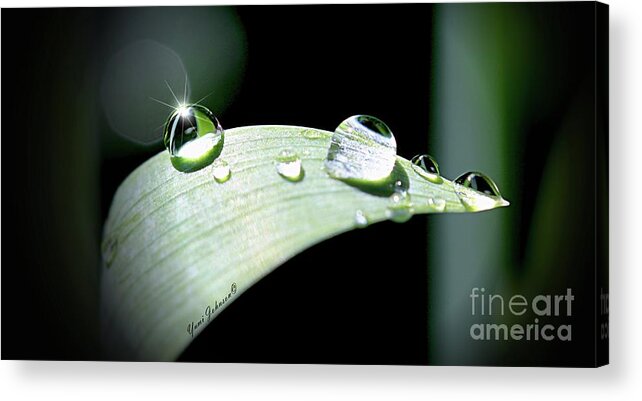 Spotlight Acrylic Print featuring the photograph Spotlight by Yumi Johnson