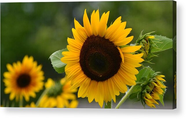 Flowers Acrylic Print featuring the photograph Sunflower Group by Eileen Brymer