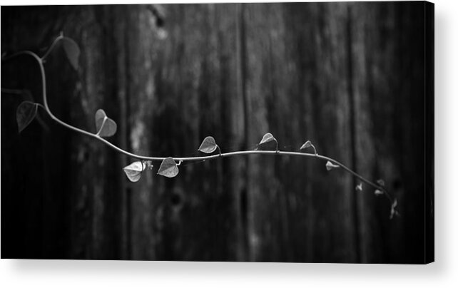 Nature Acrylic Print featuring the photograph Suspended Vine by Toni Hopper