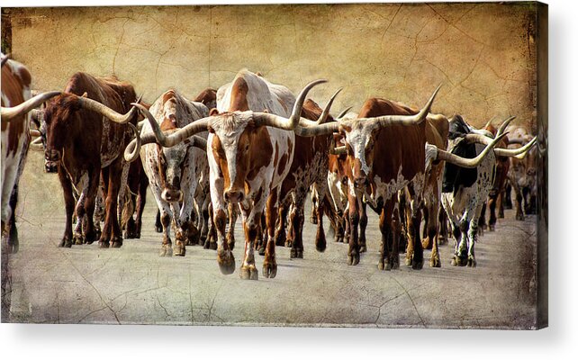 Cattle Acrylic Print featuring the photograph The Herd by Steven Reed