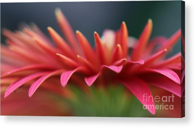 Macro Acrylic Print featuring the photograph Tip of the flower petals by Yumi Johnson