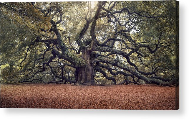Angel Oak Tree Acrylic Print featuring the photograph Voices of the Angels by Magda Bognar