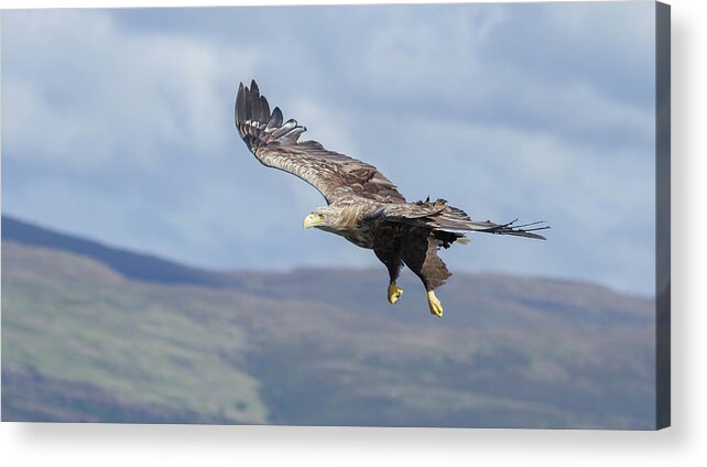 White-tailed Eagle Acrylic Print featuring the photograph White-Tailed Eagle On Mull by Pete Walkden