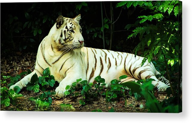 White Tiger Acrylic Print featuring the photograph White Tiger by Frank Lee