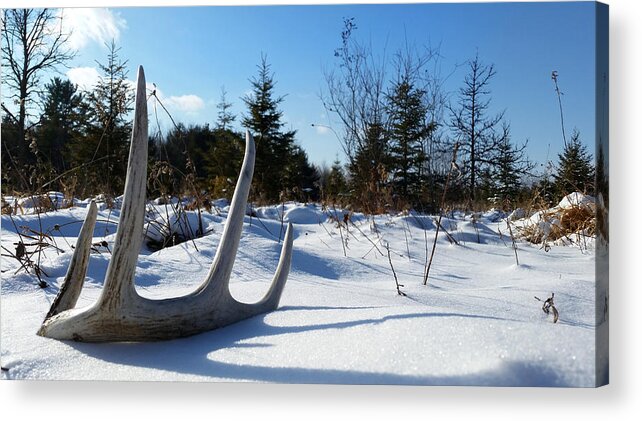 Shed Antler Acrylic Print featuring the photograph Winter Treasure by Brook Burling