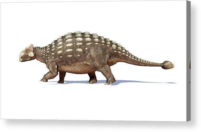 Prehistoric Era Acrylic Print featuring the digital art Ankylosaur Dinosaur, Artwork by Leonello Calvetti