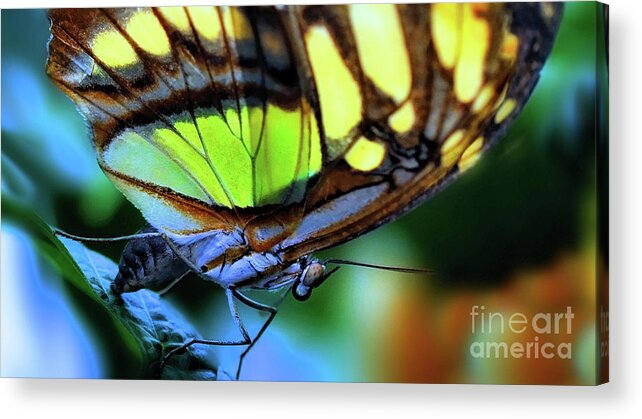 Butterfly Acrylic Print featuring the photograph Butterfly #2 by Elaine Manley