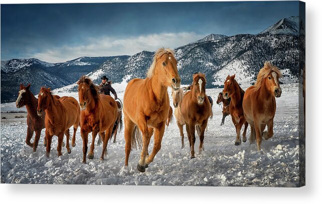 Colorado Acrylic Print featuring the photograph Colorado Horses #2 by David Soldano
