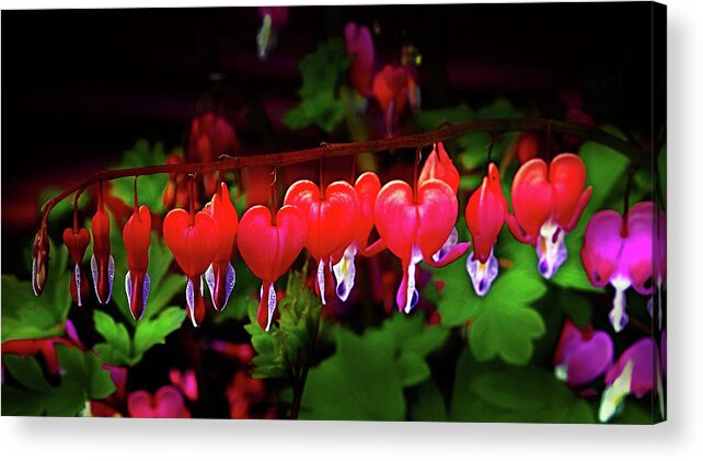 Floral Acrylic Print featuring the photograph Bleeding Hearts by Nick Kloepping