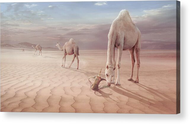 Camel Acrylic Print featuring the photograph Camels Trip by Sulaiman Almawash