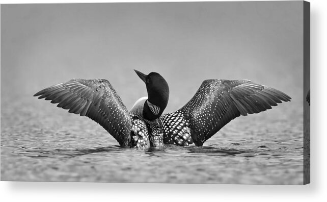 Loon Acrylic Print featuring the photograph Common Loon In Black And White by Jim Cumming