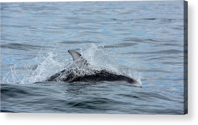 White Acrylic Print featuring the photograph Dolphin by Canadart -
