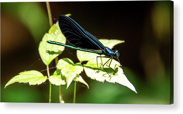 Green Acrylic Print featuring the photograph Dragon Fly Iridescence by Marcy Wielfaert
