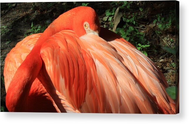 Birds Acrylic Print featuring the photograph Flamingo by Kimberly Oegerle