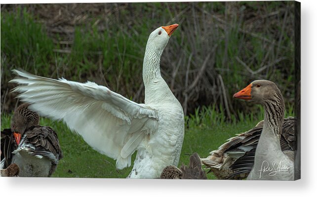 Goose Acrylic Print featuring the photograph Flip Flap by Phil S Addis
