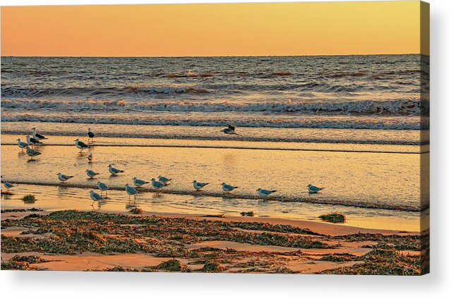 Seagulls Acrylic Print featuring the photograph Good Morning, Prince Edward Island by Marcy Wielfaert