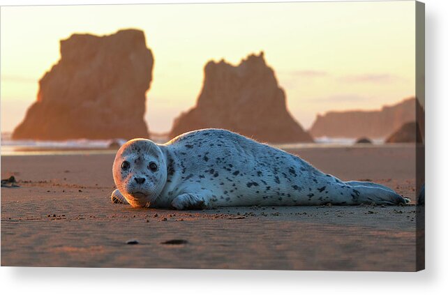 Animal Themes Acrylic Print featuring the photograph Harbor Seal Pup At Sunset by Jeremy Cram Photography