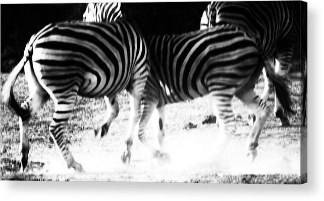 Zebra Acrylic Print featuring the photograph Monochrome Motion by Mark Hunter