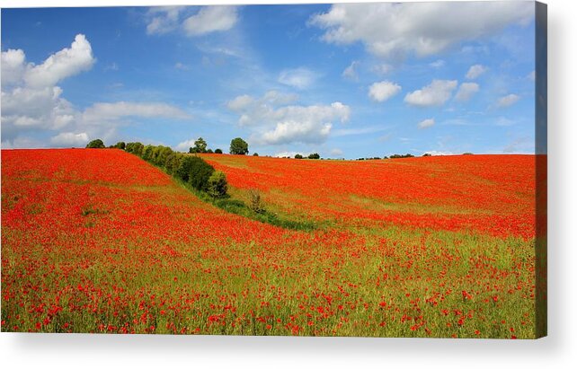 Tranquility Acrylic Print featuring the photograph Profusion Of Poppies by Andrew Turner