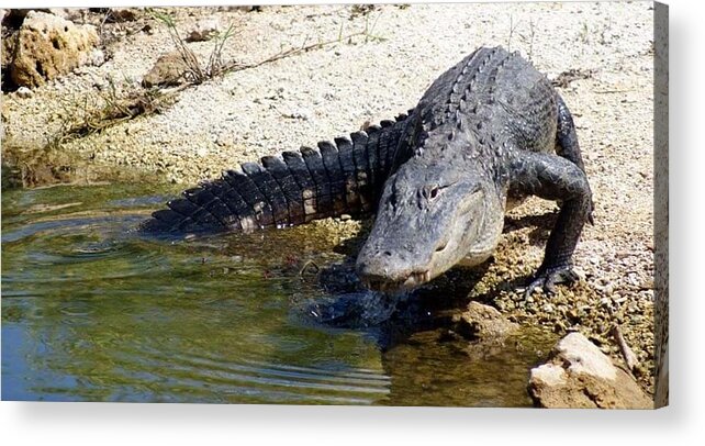 Florida Acrylic Print featuring the photograph Sly Gator by Lindsey Floyd