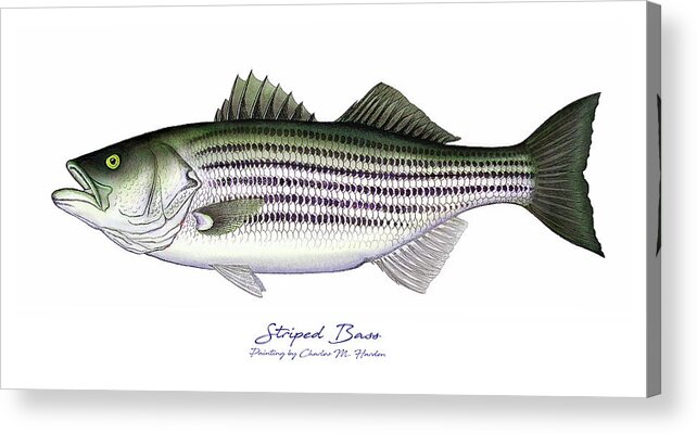 Striped Bass Art Acrylic Print featuring the painting Striped Bass by Charles Harden