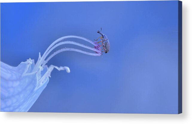 Insect Acrylic Print featuring the photograph Swing... by Thierry Dufour