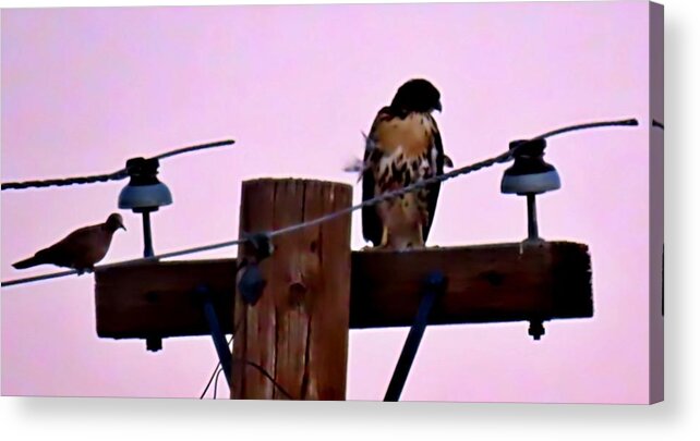 Affordable Acrylic Print featuring the photograph The Hawk and the Dove After Sundown by Judy Kennedy
