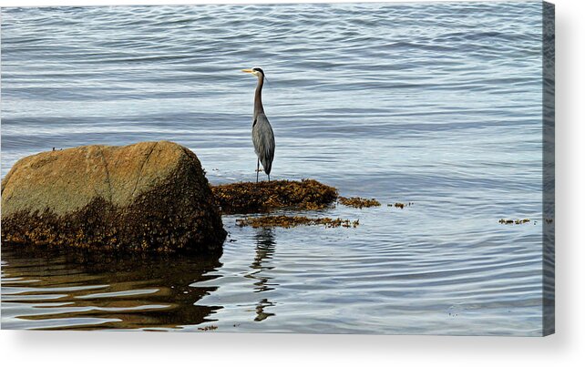 Ocean Acrylic Print featuring the photograph Wary Heron by Cameron Wood