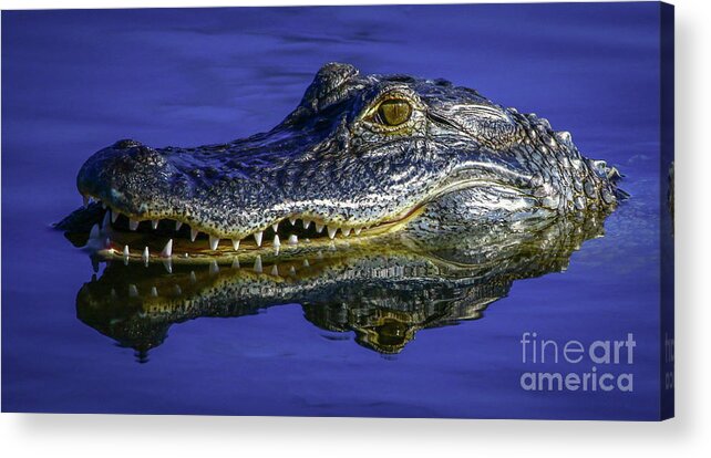 Gator Acrylic Print featuring the photograph Wetlands Gator Close-Up by Tom Claud