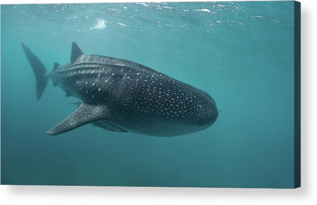 Underwater Acrylic Print featuring the photograph Whale Shark by Nature, Underwater And Art Photos. Www.narchuk.com