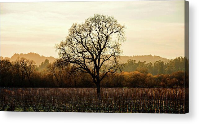 Wine Country Winter Acrylic Print featuring the photograph Wine Country Winter by Lance Kuehne