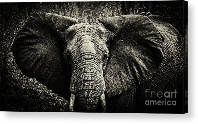 Elephant Acrylic Print featuring the photograph African Elephant #1 by Lev Kaytsner