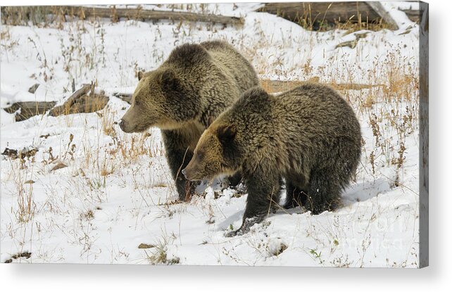 Yellowstone Acrylic Print featuring the photograph Grizzly Sow and Cub #1 by Patrick Nowotny