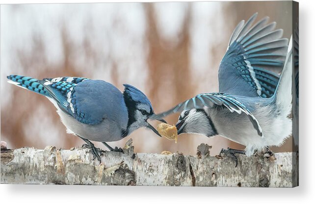 Blue Jays Acrylic Print featuring the photograph Blue Jay Battle by Patti Deters