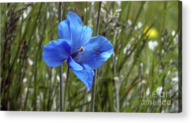 Blue Poppy Acrylic Print featuring the photograph Blue poppy by Phil Banks