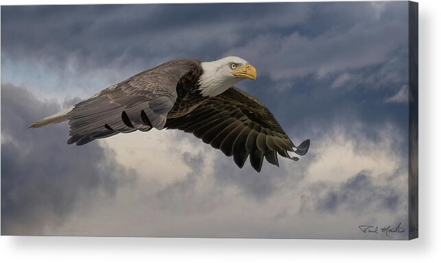 Bald Eagle Acrylic Print featuring the photograph Cruising the River. by Paul Martin