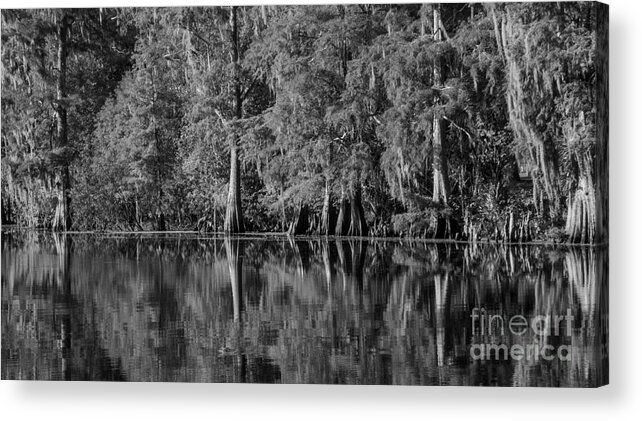 Bald Cypress Trees Acrylic Print featuring the photograph Cyprus Swamp along the Hillsborough River by L Bosco