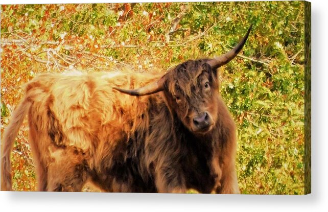 - Highland Cows In Nh Acrylic Print featuring the photograph - Highland Cows In NH by THERESA Nye