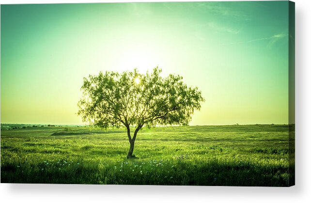 Smoke Acrylic Print featuring the photograph Lone Mesquite by Peyton Vaughn