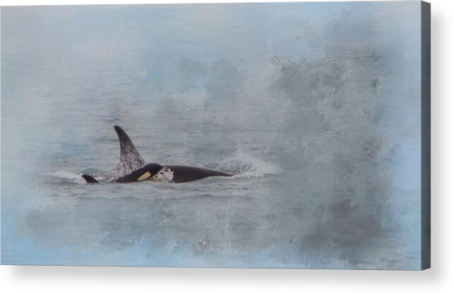 Orca Whales Acrylic Print featuring the photograph Mom and Baby - Version 2 by Marilyn Wilson
