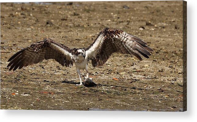 Osprey Acrylic Print featuring the photograph Osprey and Its Catch by Mingming Jiang