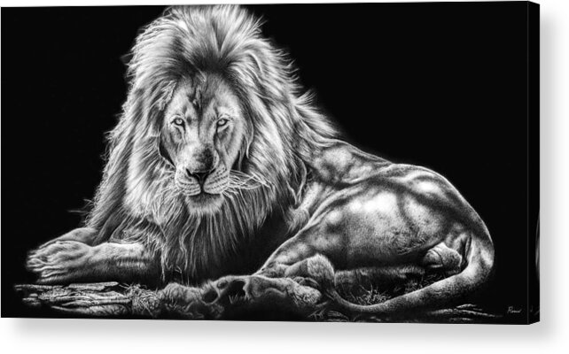 Lion Acrylic Print featuring the drawing Reliance by Casey 'Remrov' Vormer
