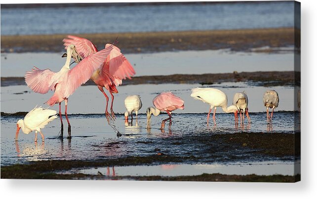 Roseate Spoonbill Acrylic Print featuring the photograph Roseate Spoonbill 9 by Mingming Jiang