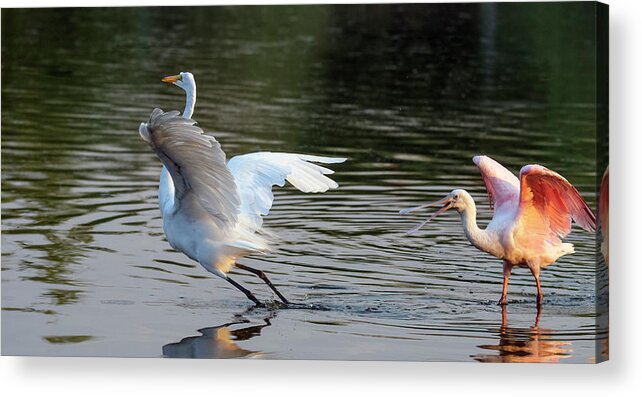 Roseate Spoonbill Acrylic Print featuring the photograph Roseate Spoonbill and Great Egret 0425-062921-2 by Tam Ryan