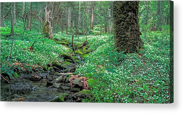 White-fringed Phacelia Acrylic Print featuring the photograph Spring Carpet 04/16/2006 by Jim Dollar