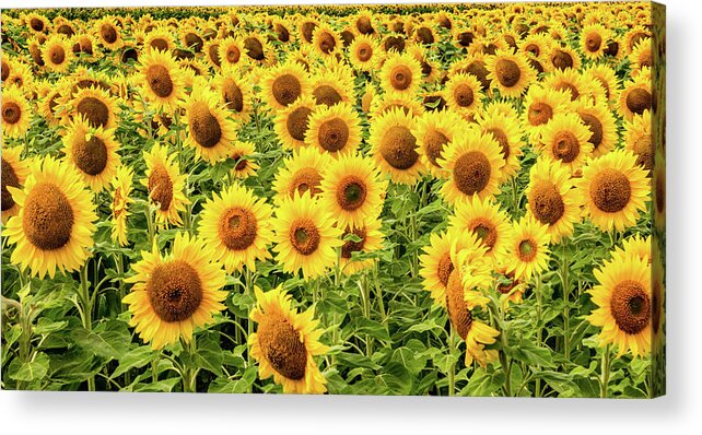 Sunflowers Acrylic Print featuring the photograph Sunflowers As Far As The Eye Can See by Marcy Wielfaert