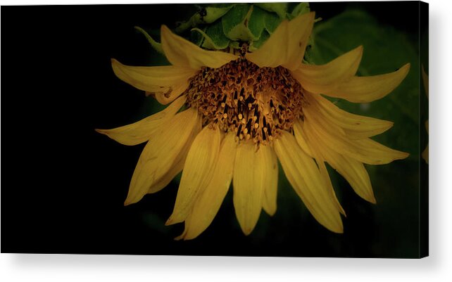 Flower Acrylic Print featuring the photograph The Flashy Wild Sunflower by Laura Putman